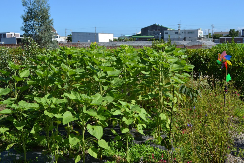 ７月に植えたひまわりが咲きそうです　8/2