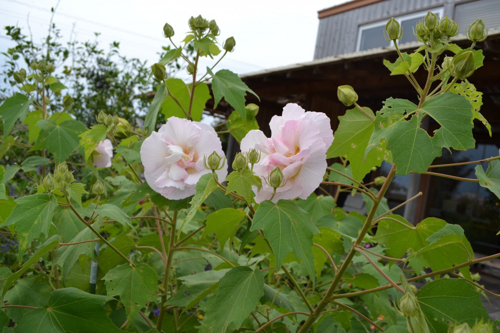 酔芙蓉 朝に真っ白の花を咲かせ1日かけてピンクになります(9/20)